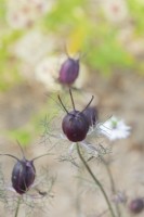 Nigella damascena 'Albion Black Pod' - Capsules de graines ornementales Love in a Mist