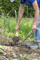 À l'aide d'une fourche à creuser pour aider à retirer l'ail du sol