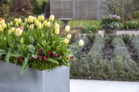 Pot galvanisé moderne planté de Tulipa 'Grand Perfection', 'Ivory Floradale' et sous-planté de Bellis perennis 'Carpet''.
