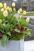 Pot moderne galvanisé sur roulettes planté de Tulipa 'Grand Perfection', 'Ivory Floradale' et sous-planté de Bellis perennis 'Carpet''.