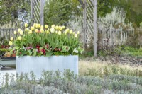 Pot galvanisé moderne planté de Tulipa 'Grand Perfection', 'Ivory Floradale' et sous-planté de Bellis perennis 'Carpet'