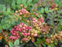 Sorbus reducta baies d'automne début septembre