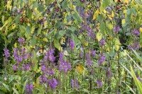 Flèches violettes de Physostegia virginiana 'Vivid', une plante herbacée vivace dressée. On l'appelle aussi, plante obéissante 'Vivid'.