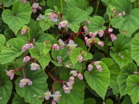 Begonia grandis evansiana Septembre