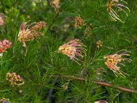 Grevillea Semperflorens floraison mi-septembre