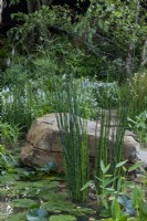 Jardin de Guangzhou - Les plantes aquatiques comprennent : Equisetum hyemale, Cyperus alternifolius et Nymphaeaceae sp.