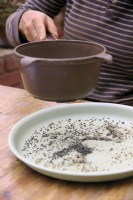 Utilisation d'un tamis domestique pour nettoyer les graines d'Allium - Oignons.
