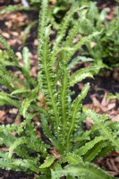 Asplenium scolopendrium 'angustifolia omnilacerata' fougère langue.