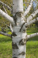 Betula papyrifera - Tronc d'arbre de bouleau à papier avec croissance de callosités autour du bord des plaies où les branches ont été sciées - Mai