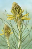 Asphodeline lutea Asphodèle Syn. Asphodeline flava Asphodelus luteus Boutons floraux Mai