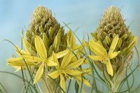 Asphodeline lutea Asphodèle Syn. Asphodeline flava Asphodelus luteus Mai