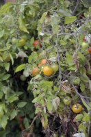 Solanum lycopersicum 'Tumbling Tom Red' montrant des signes de brûlure foliaire