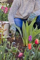 Femme incorporant de l'engrais autour de la touffe d'iris avec une fourche à main un mois avant la floraison pour améliorer les conditions de croissance.