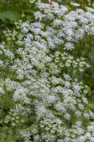 Ammi majus 'Graceland' - fausses mauvaises herbes de l'évêque fleurissant à la fin de l'été - septembre