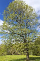 Tilia platyphyllos - Tilleul à grandes feuilles - Mai