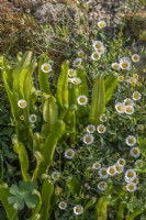 Erigeron karvinskianus - Vergerette mexicaine floraison avec Asplenium scolopendrium - fougères langue de hart au printemps - avril