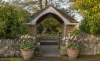 Tulipa 'Ivory Floradale' et 'Purple Rain' floraison dans de grands pots en terre cuite de chaque côté d'un coin salon couvert au printemps - Apri
