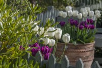 Tulipa 'Ivory Floradale' et 'Purple Rain' fleurissant dans de grands pots en terre cuite au printemps - avril