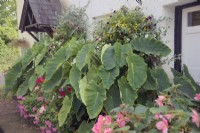 Colocasia esculenta cultivant de grands planteurs à l'ombre au Royaume-Uni