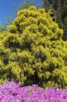 Rhododendron - Arbuste azalée à fleurs roses et Chamaecyparis pisifera 'Lemon Thread' - Sawara Faux Cyprès en parterre de fleurs - Mai