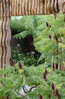 Staghorn sumach, Rhus typhina 'Dissecta', en face de l'entrée à travers un mur de chêne sculpté à persiennes dans le jardin au-delà. Jardin secret de Boodles.