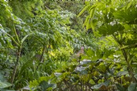 Vue sur les plantes à feuillage exotique poussant dans le jardin de campagne contemporain dell dell en été - juillet