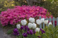 Tulipa 'Ivory Floradale' et 'Purple Rain' fleurissant au printemps près des Azalées roses - Mai