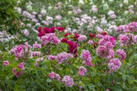 Rosa 'Gertrude Jekyll' floraison dans une roseraie de campagne en été - juin