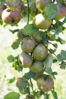 Pomme Malus 'Boskoop'.