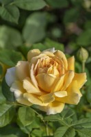 Rosa 'Golden Celebration' floraison en été - mai
