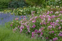 Rosa 'Harlow Carr' floraison dans une roseraie de campagne en été - juin