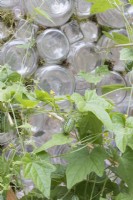 Vignes de cucamelon poussant à l'extérieur d'une serre recyclée à l'aide de brochettes de bambou placées entre des bouteilles en verre