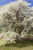 Malus 'John Downie' - Pommier en fleurs à fleurs blanches - Mai