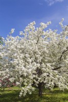 Malus 'Donald Wyman' - Pommetier à fleurs blanches - Mai