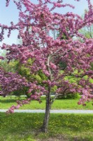 Malus coccinella - Pommier en fleurs aux fleurs roses et rouges - Mai