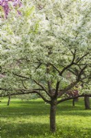 Malus 'Magnifique' - Pommier à fleurs blanches - Mai