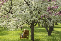 Femme relaxante dans une chaise Adirondack en bois sous Malus Gorgeous' - Pommiers au printemps, Jardin botanique de Montréal, Québec, Canada