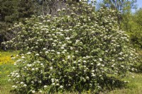 Vibutnum lantana - Arbre voyageur à fleurs blanches - Mai