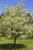 Crataegus chlorosarca var. pubescens - Aubépine à fleurs blanches - Mai