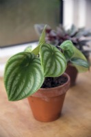 Peperomia argyreia syn.'Pastèque'