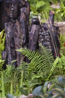 Matteuccia struthiopteris devant les rondins carbonisés utilisés comme marqueurs de jardin et les murs en pisé comme limites. Le jardin biologique de Yeo Valley, RHS Chelsea Flower Show 2021