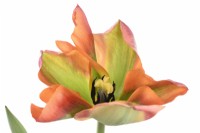 Tulipa 'Artiste' Tulipes Groupe Viridiflora Mai
