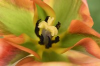Tulipa 'Artiste' Tulipes Groupe Viridiflora Mai