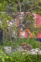Koelreuteria paniculata. Jardin RHS COP26, RHS Chelsea Flower Show 2021