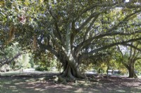 Ficus macrophylla, communément appelé figue de la baie de Moreton ou banian australien. Quartier de Belem, Lisbonne, Portugal, septembre.