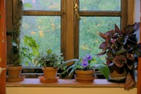 Plantes d'intérieur pour un rebord de fenêtre ombragé au nord de gauche à droite - Cissus rhombifolia 'Ellen Danica', Peperomia 'Piccolo Banda', Streptocarpus et Begonia rex cultivar