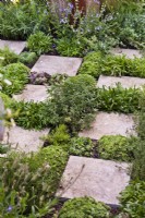 Herbes et plantes tolérantes à la sécheresse plantées entre les dalles de pavage - Chamaemelum nobile, Thymus vulgaris, Nepeta sp et Sempervivum. Le Green Sky Pocket Garden, Chelsea Flower Show 2021