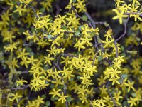 Corokia cotoneaster - Buisson de grillage