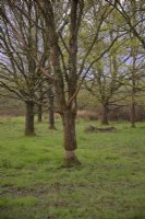 Gestion d'une réserve pour la faune - Conservation des papillons - Arbres à écorce annulaire pour réduire la population et fournir du bois mort sur pied et des tas de bois mort - Alners Gorse, Dorset, UK