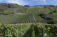 Hammerstein / Leutesdorf Rhénanie-Palatinat Allemagne Vignobles du Mittelrhein, réputés pour les vins de Riesling.
